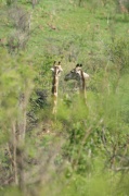 giraffe (13)